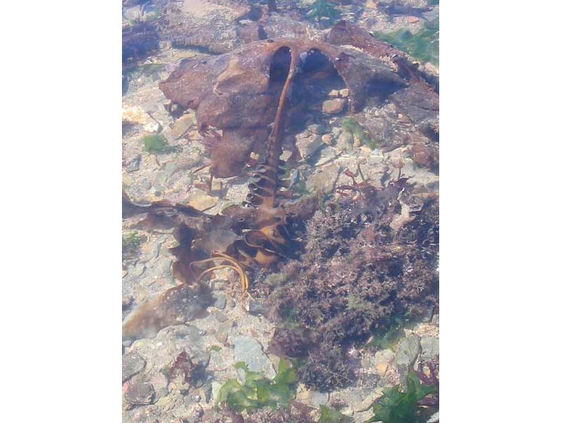 Saccorhiza polyschides underwater, viewed from above.