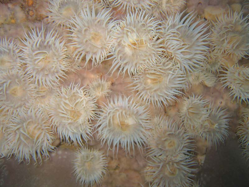 Cylista elegans var. nivia with encrusting an sponge on Hat Rock, Plymouth .