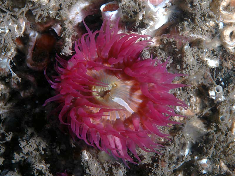 Cylista elegans var. rosea on the wreck of the Scylla, Whitsand Bay, Cornwall.