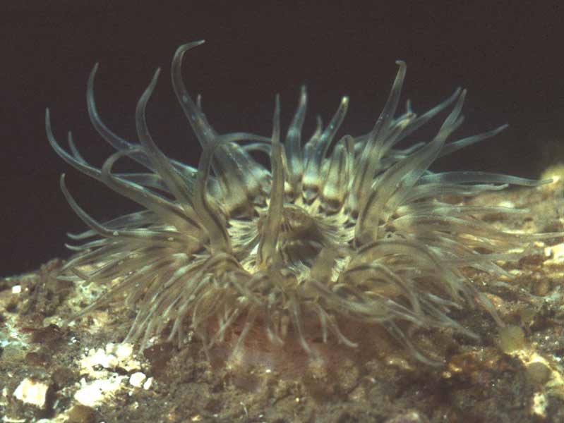 Image: Aquarium photograph of individual from Firestone Bay, Plymouth Sound.