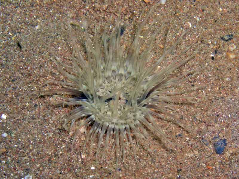 Image: Cylista undata on sandy sublittoral sediment.