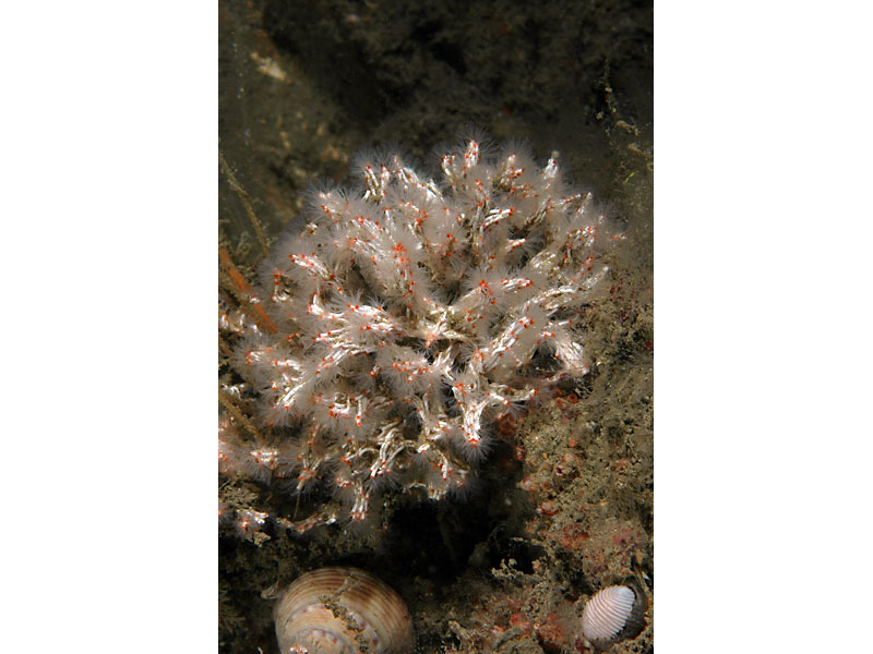 Salmacina dysteri at Firestone Bay in Plymouth Sound.