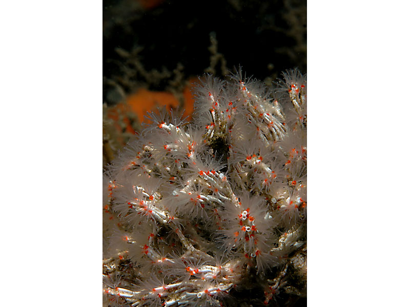 Salmacina dysteri at Firestone Bay in Plymouth Sound.