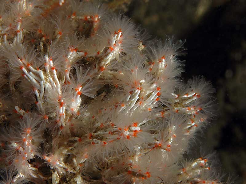 Salmacina dysteri at Firestone Bay in Plymouth Sound.