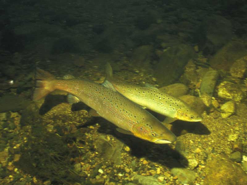 Pair of salmon Salmo salar.