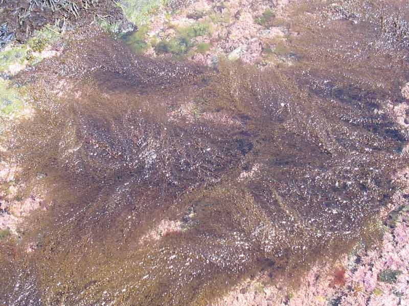 Sargassum muticum in very shallow water.