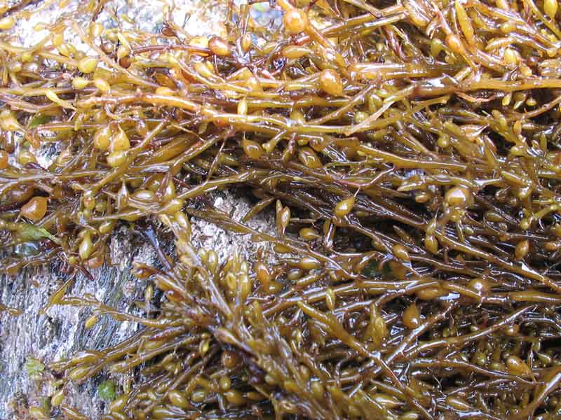 Sargassum muticum on a rocky surface.