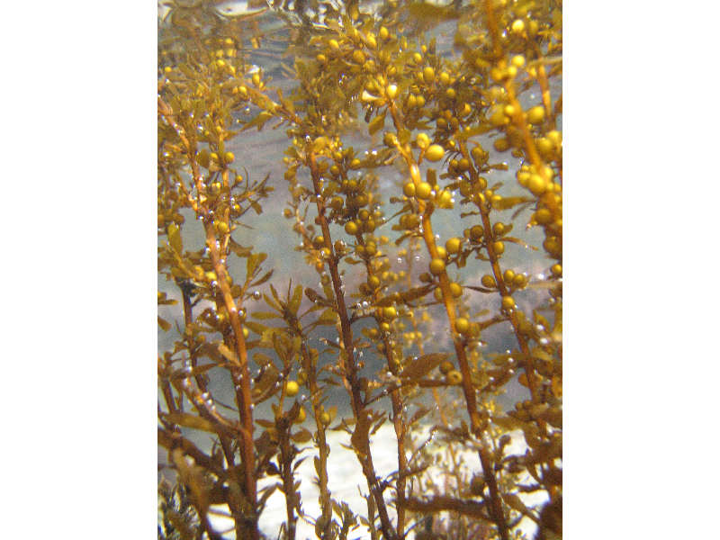 Close up of <I>Sargassum muticum</I> underwater showing air bladders.