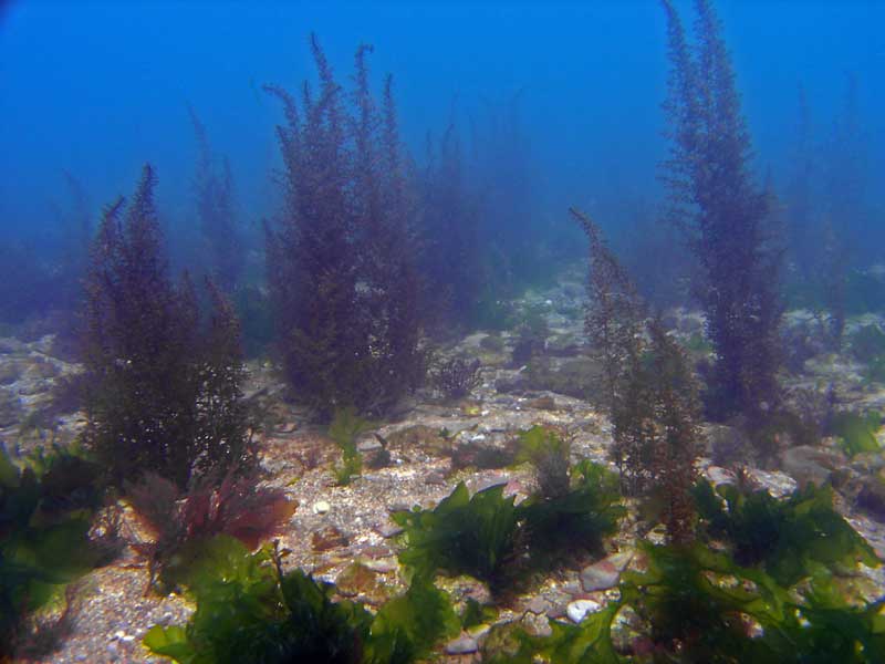 Sargassum muticum at South Milton Sands.