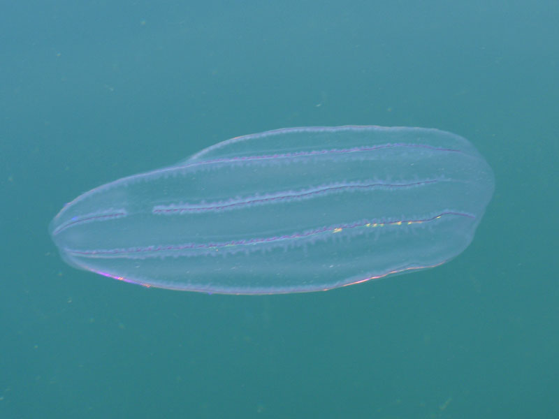 Beroe cucumis</I> is open water at Raasay, Scotland