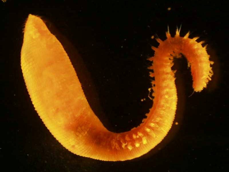 Scalibregma inflatum in a laboratory.