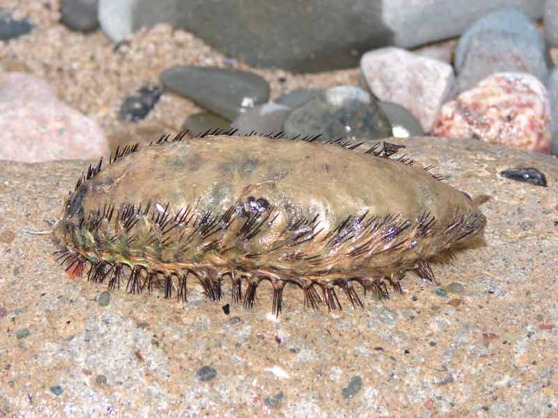 A stranded sea mouse Aphrodita aculeata.