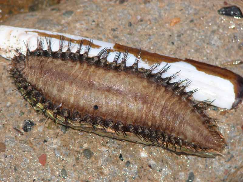 A stranded sea mouse Aphrodita aculeata.