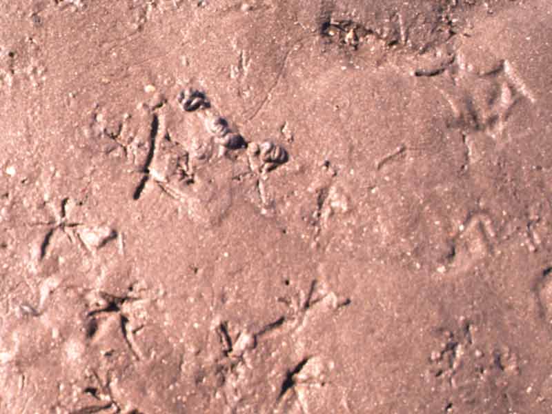 Overhead shot of star shaped depressions left by siphons of Scrobicularia plana.