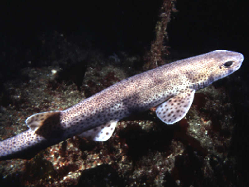 Small-spotted catshark.