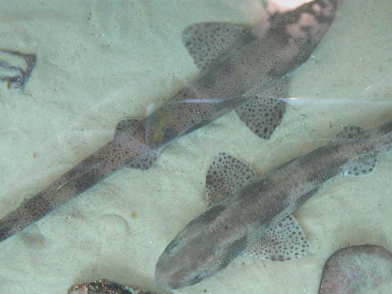 Scyliorhinus canicula individuals at the National Marine Aquarium.