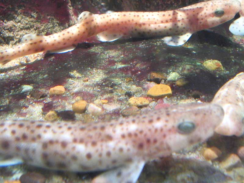 Scyliorhinus canicula juveniles.