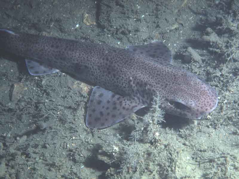 Scyliorhinus canicula on sea bed.
