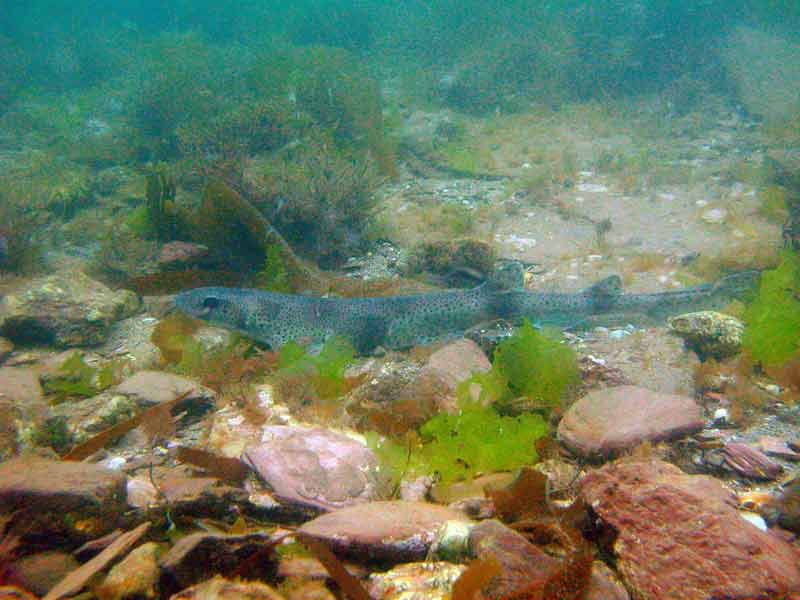 Small Scyliorhinus canicula off south Milton Sands.