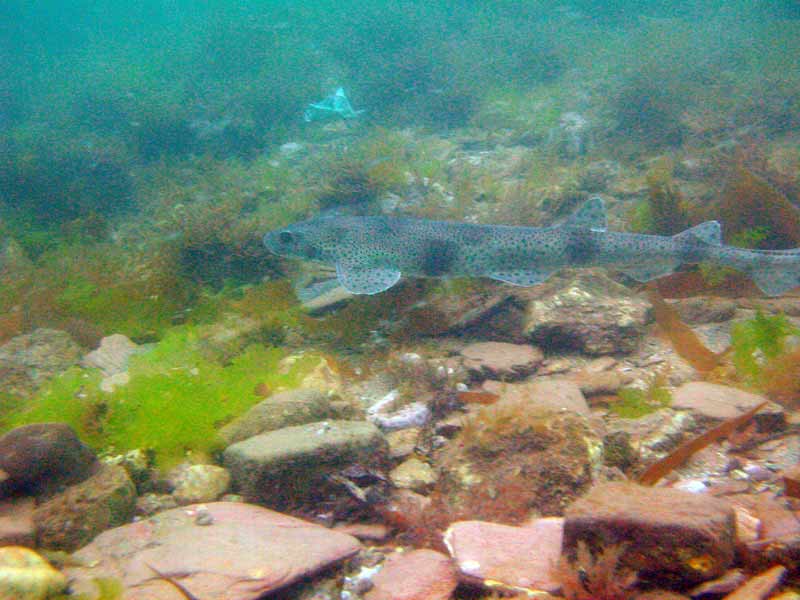 Small Scyliorhinus canicula off south Milton Sands.