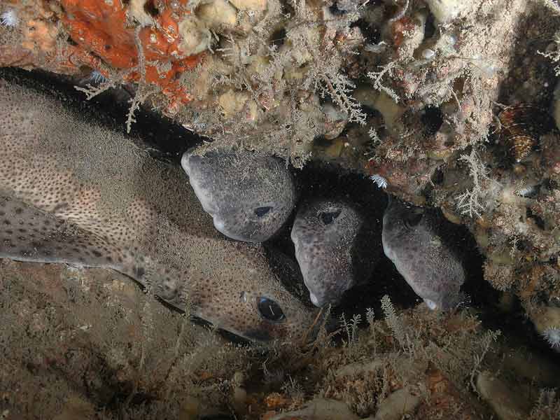 Scyliorhinus canicula hiding in a refuge.