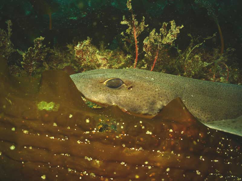 Side view of the head of Scyliorhinus canicula.