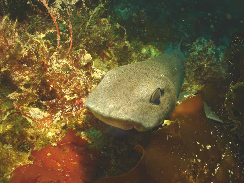 Oblique view of the head of Scyliorhinus canicula.