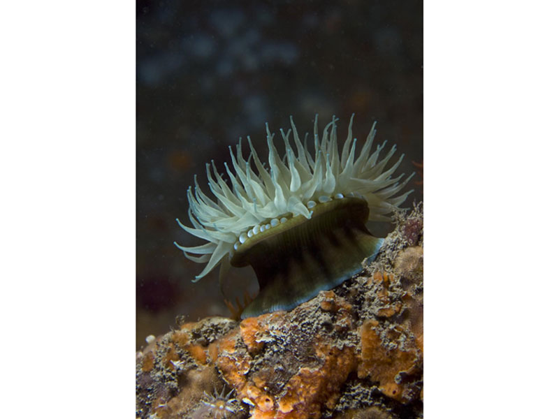 A macro image of an anemone on rocky substratum