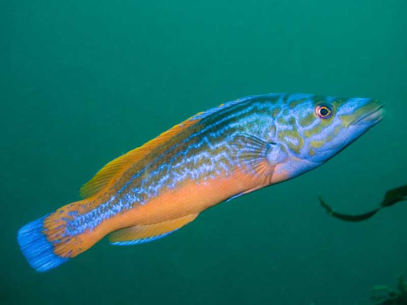 Image: A male cuckoo wrasse