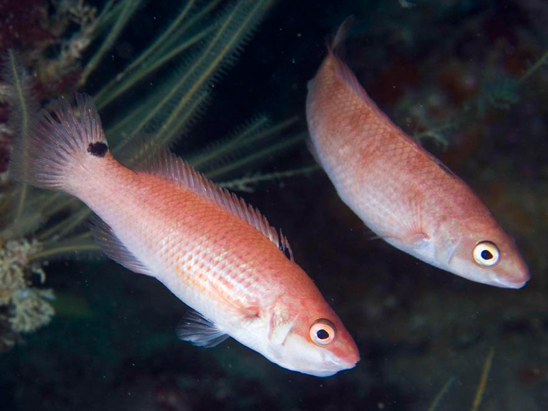 Image: A pair of goldsinny wrasse