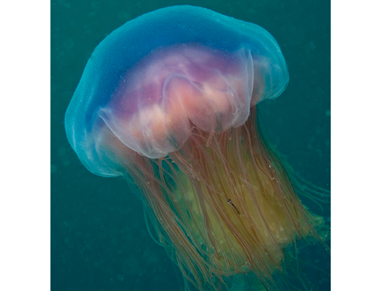 Image: a blue jellyfish in open water