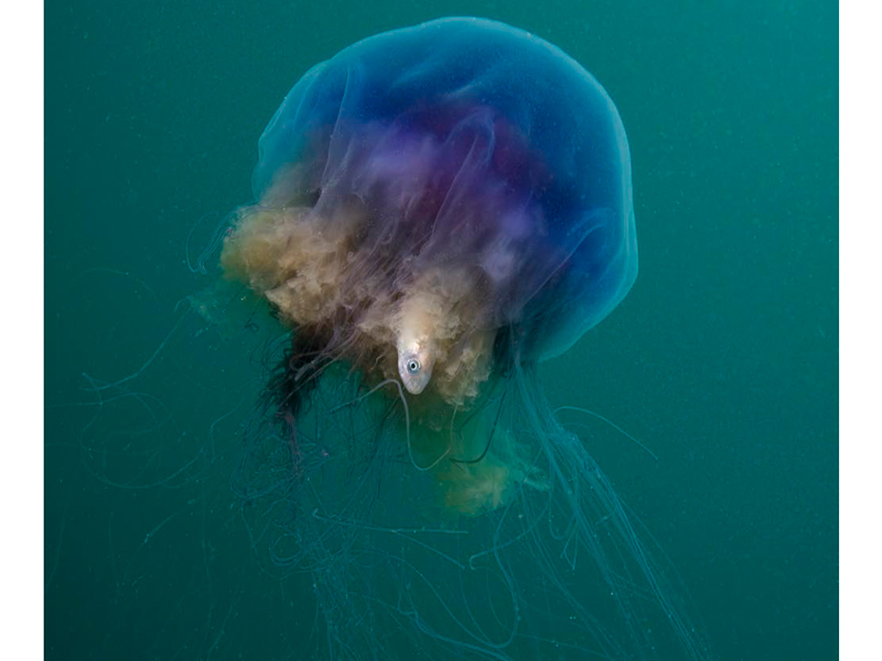 A feeding blue jellyfish