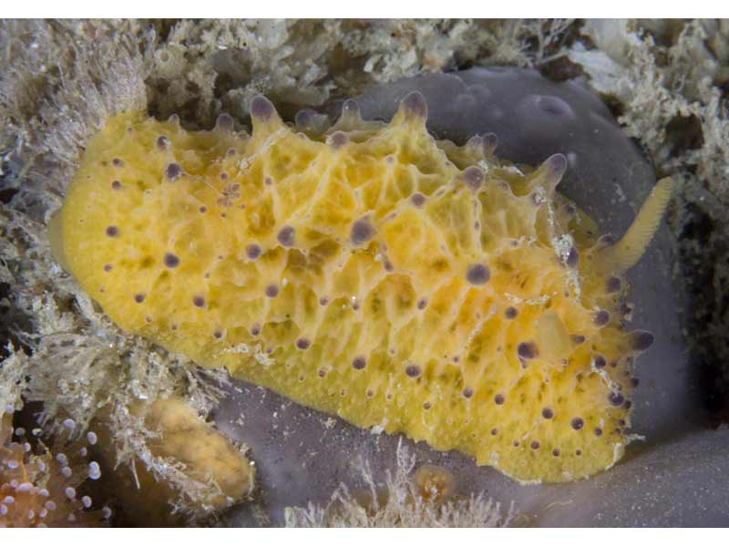 Doris sticta on the sea floor