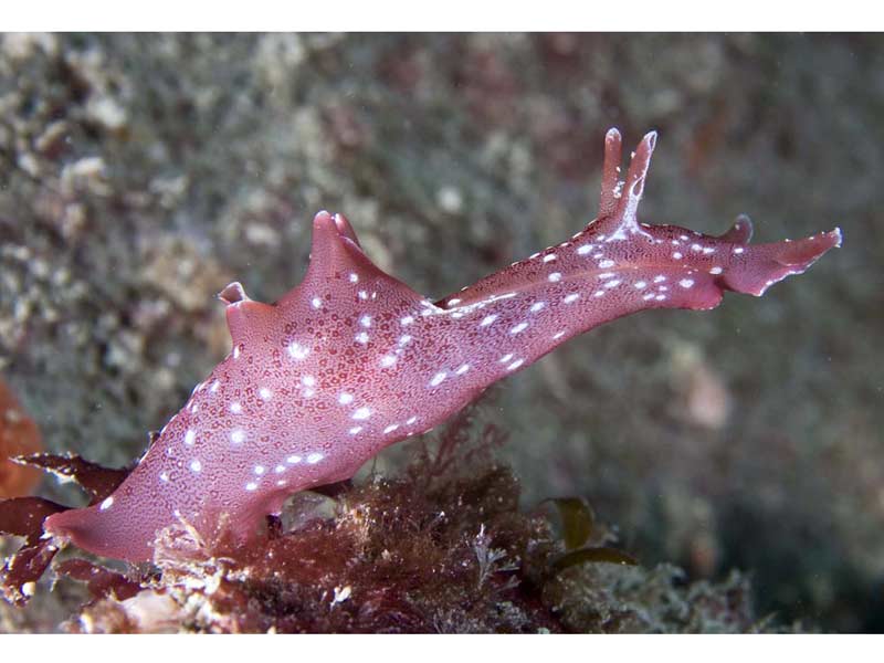 Aplysia punctata rearing up from the seabed.