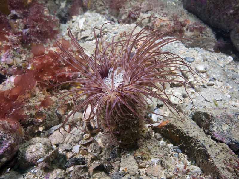 Pachycerianthus multiplicatuson rocky substratum