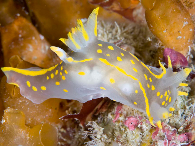 Polycera faeroensis on red algae