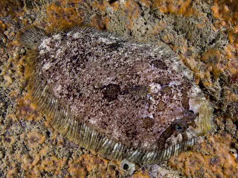 A camouflaged topknot on the seabed.