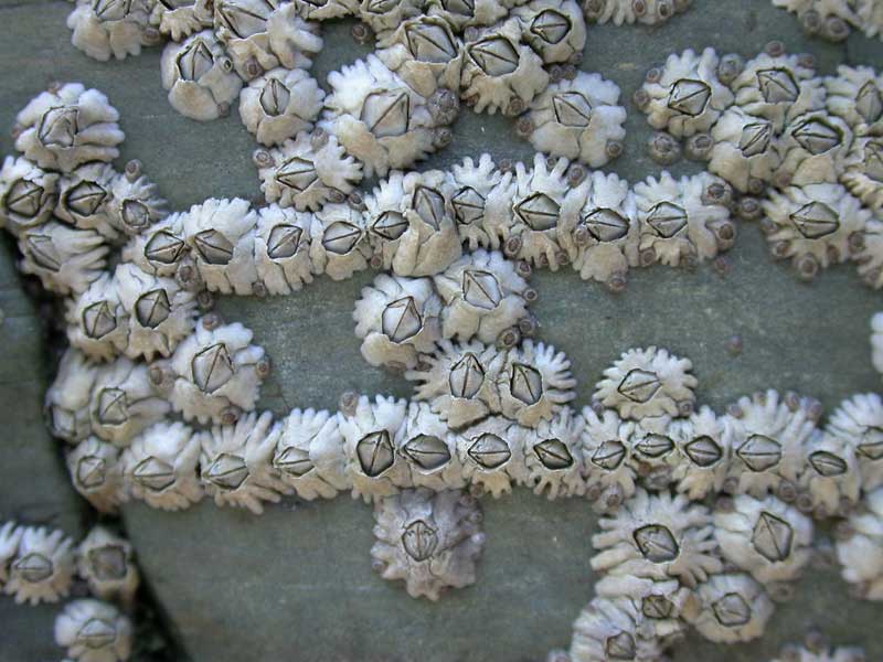 Semibalanus balanoides loosely gathered on a rock.