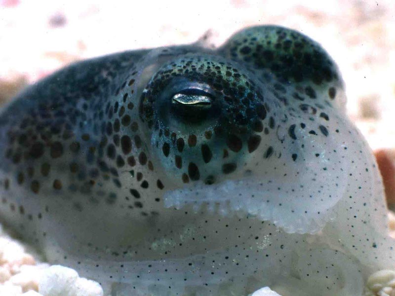 Individual Sepiola atlantica on gravel.