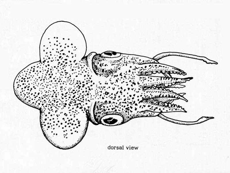 Line drawing of Sepiola atlantica.