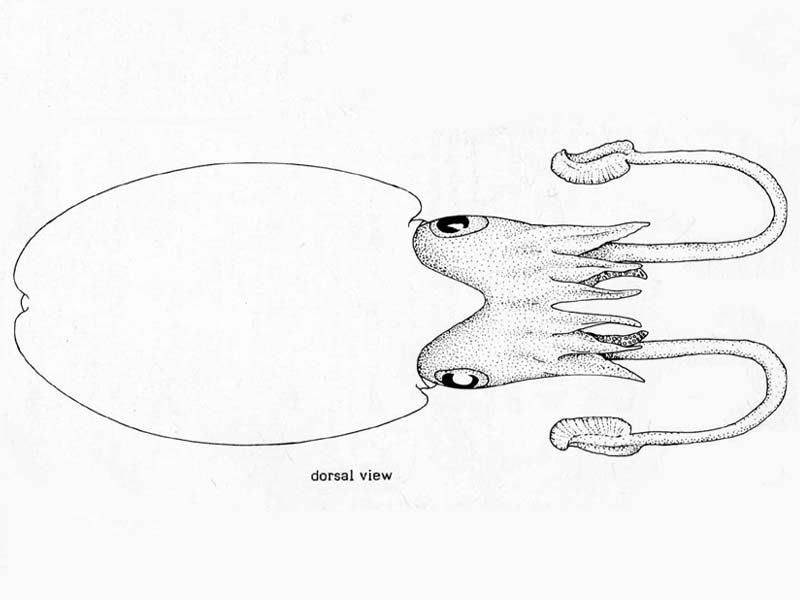 Line drawing of Sepia elegans.