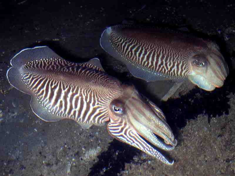 Two individuals hovering over the sea bed.