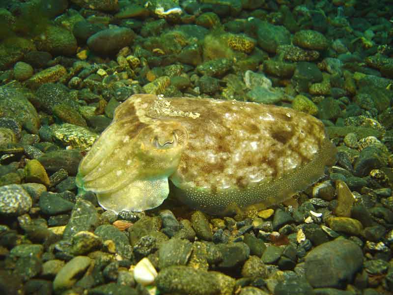 Sepia officinalis lying on a cobble seabed.