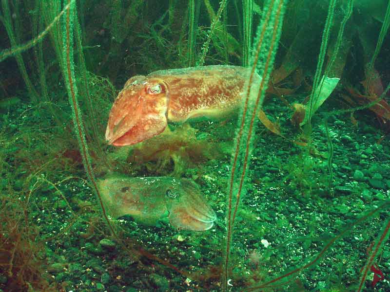 Pair of Sepia officinalis hovering over the seabed.