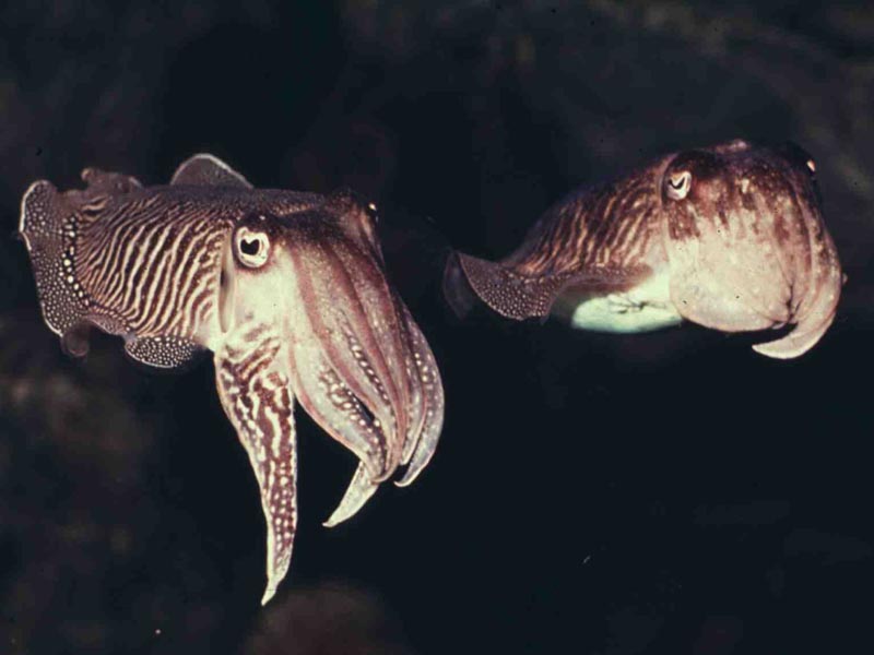 Did You Know: Sepia Toning is Named After the Common Cuttlefish