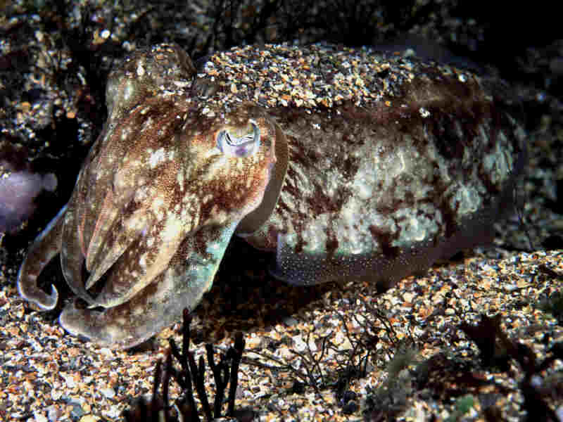 Individual burying in gravel.