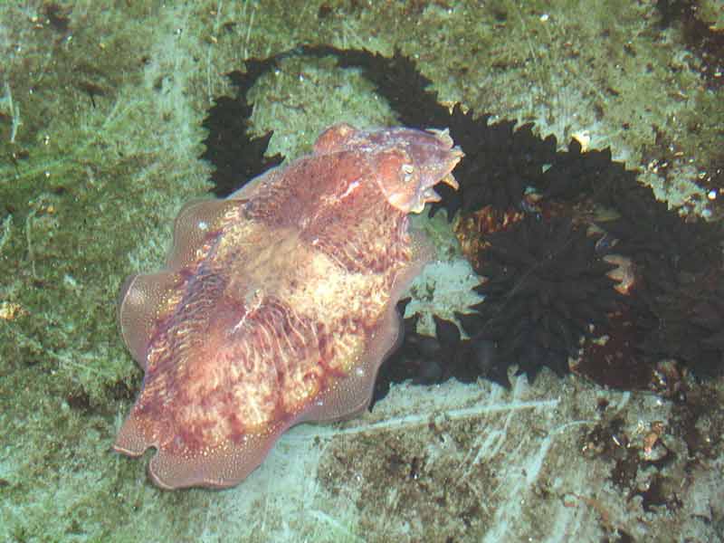 Sepia officinalis with its eggs.