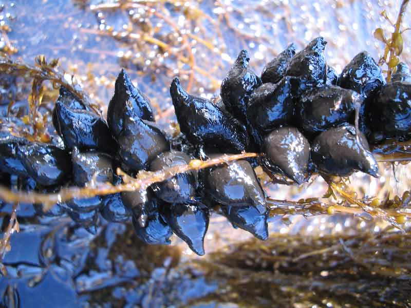 Eggs of common cuttlefish on Sargassum muticum.