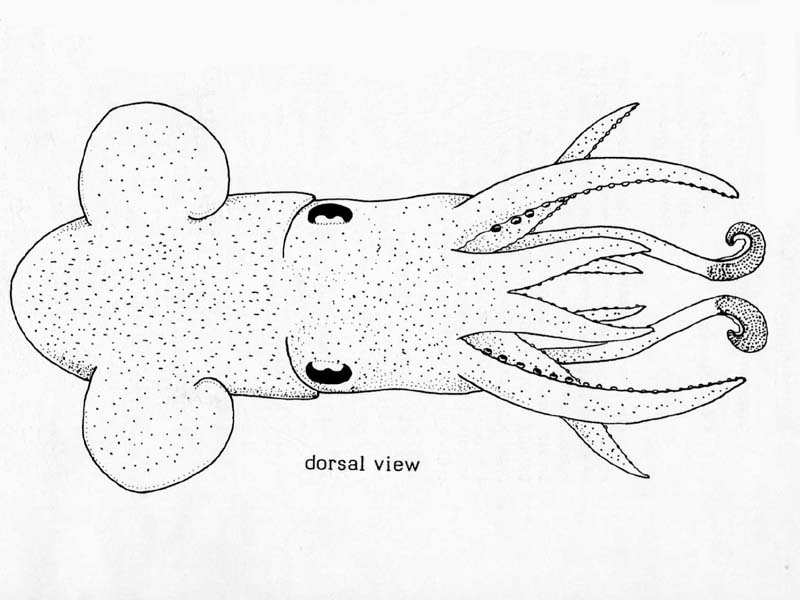 Line drawing of Sepietta oweniana.