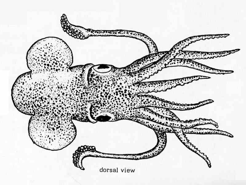 Line drawing of Sepiola rondeletii.